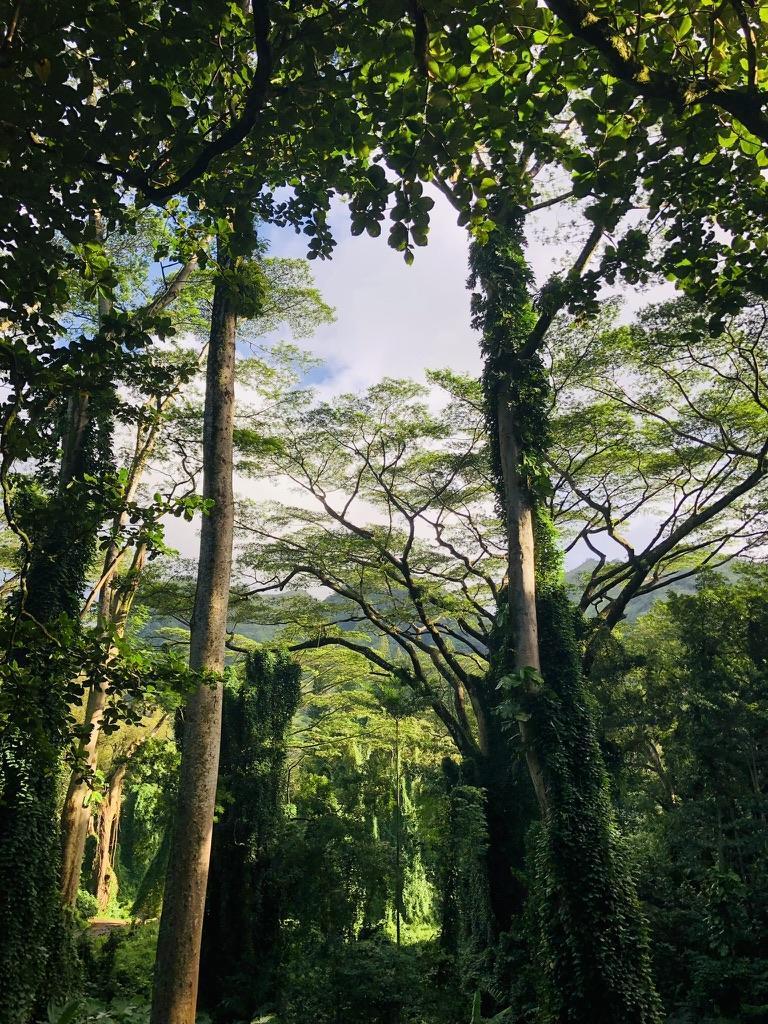 生い茂る熱帯雨林