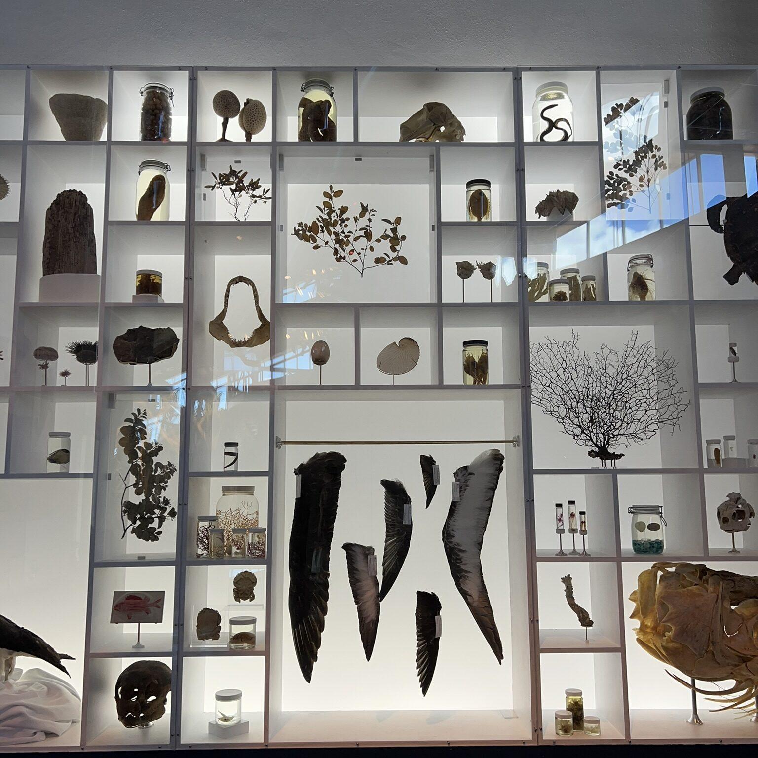 ビショップ博物館の昆虫の展示