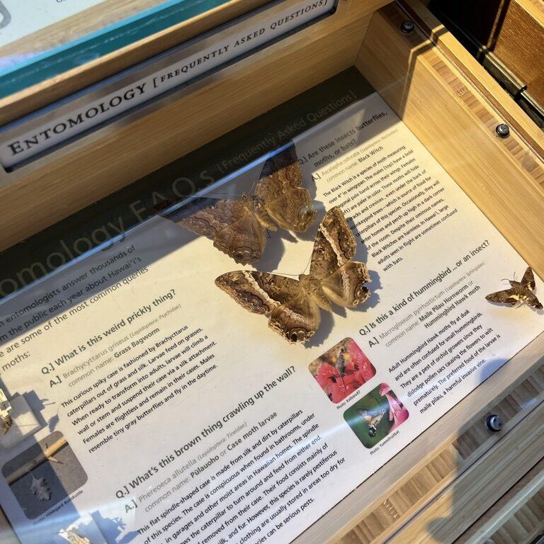 ビショップ博物館の蝶の標本